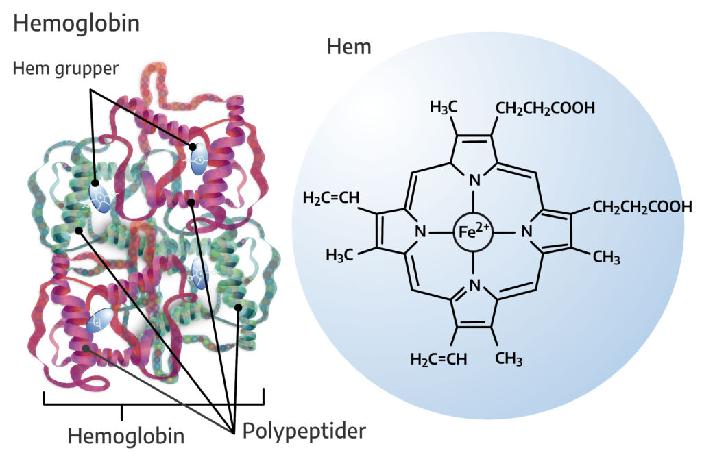 Hemoglobin